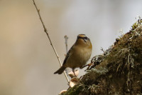 Cerca de San Pedro de Rocas